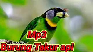 Download SUARA BURUNG TAKUR API //  BURUNG TAKUR HUTAN BELANTARA PALING UNIK MP3