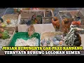 Download Lagu VIRAL JUALAN BURUNGNYA GAK PAKAI SANGKAR!!UPDATE HARGA BURUNG LOLOHAN DI KIOS ARIP PASAR B.PRAMUKA