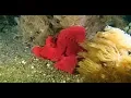 Download Lagu Raja Ampat - February 2018