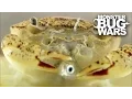 Freshwater Crab Vs Tiger Leech MONSTER BUG WARS