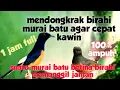 Download Lagu suara murai batu betina birahi memanggil jantan|| mendongkrak birahi murai batu agar cepat kawin