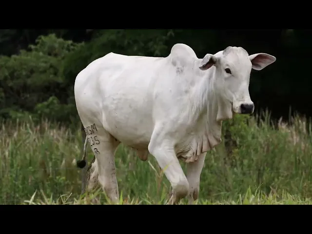 Novilha Nelore ACSM - 235