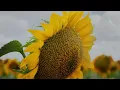 Ted Fresco, Lyn Lapid, Kina - My Sunny Day (Audio)