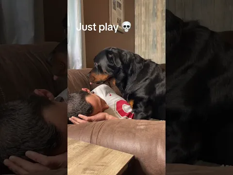 Play dead ☠️ #rottweiler #funny #bear #bearfromtiktok #rottierumble #dogs #puppy #fyp