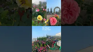 Красивое туманное утро сентября 