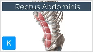 Rectus Abdominis Muscle Overview - Anatomy Kenhub