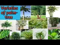 Varieties Of Palm Tree Palms Variety Different Types Of Palm