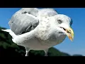 Staring down seagulls may keep them away from your food