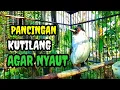 Download Lagu Suara burung kutilang gacor Memanggil Lawan Ampuh buat pancingan kutilang agar nyaut