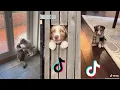 Best tiktok Australian Shepherd funny s 2022