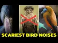 Download Lagu Suara Burung Menyeramkan di Malam Hari 😨 | 8 Suara Burung Paling Menakutkan di Dunia