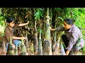 Download Lagu Harvesting Fresh Bamboo Shoots - Cooking - How to Cook Delicious Bamboo Shoots
