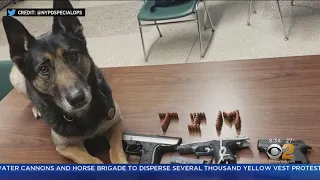 NYPD K-9 Sniffs Out Illegal Guns