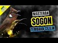 Lagu Masteran Sogon Isian Cililin | Maseteran Sogon Nembak Cililin #masteransogon #sogongacor #sogon