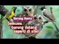 Download Lagu Suara pikat untuk semua burung pakai burung hantu