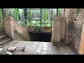 Download Lagu Dierenpark Amersfoort, leeuwenperk