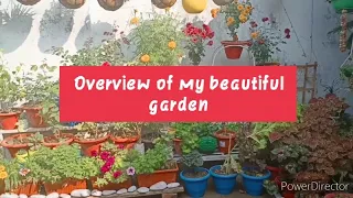 Download Overview of my winter garden ।। Beautiful garden।। Lovely flowers ।। With beautiful ringtone 2021।। MP3