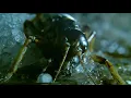 Download Lagu Insect Returns From The Dead | Wild New Zealand | BBC Earth