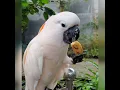 Download Lagu Suara Burung Kakak Tua Gacor//langka//cocok buat pemikat burung pemula