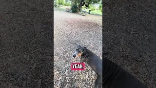 #fyp #dream #doberman #pets #youtube