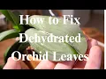How to Fix Wrinkled Orchid Leaves