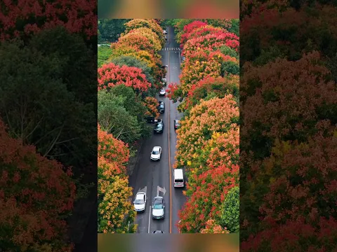 Goldenrain trees amaze the autumn