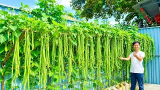From Tiny Seeds to a HUGE Yardlong Bean Harvest! 🌱