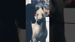 الخيل الاصيلة ماتدور غير الاصيل 