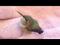 Baby Rufous Hummingbird
