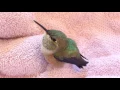 Download Lagu Baby Rufous Hummingbird