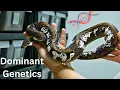 Dominant Ball Pythons Genetics 101