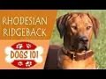 Dogs 101 - RHODESIAN RIDGEBACK