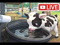 Live Goats - Syman Says Farms Cam 3