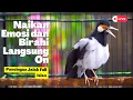 Download Lagu Masteran Jalak Suren Gacor Mewah! Untuk Menaikan Emosi dan Birahi Jalak Biar Cepat Bongkar Isian