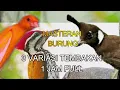 Download Lagu MIX CILILIN PLATUK KENARI