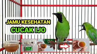 Download JAMU KHUSUS CUCAK IJO AGAR RAJIN BUNYI, SEHAT, COCOK UNTUK CUCAK IJO BAHAN !!! MP3