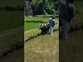 Download Lagu DETIK-DETIK PEMOTOR NYEBUR KESAWAH🤣