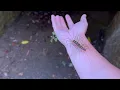 Download Lagu I found a centipede while sightseeing. I ran away from Pain.