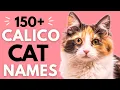 150 Classy Calico Cat Names Female Calico Cat Names Unique Cat Names