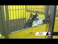 Independence Animal Shelter faces overcrowding as adoptions decline