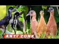 Download Lagu Ampuh‼️Suara Pikat Burung  Ruak Ruak Kareo Sulawesi/Tengkoah Terbaru Anti Zonk‼️