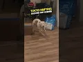 Download Lagu This dog is Scooby Doo in real life 😂❤️ #shorts