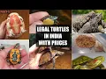 List of all legal turtles in INDIA with prices 2020 Flora And Fauna
