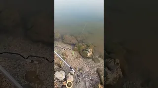 صوت جرس صيد سمك الكارب 