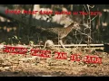 Download Lagu pikat ayam hutan hijau paling ampuhh!!!!!!