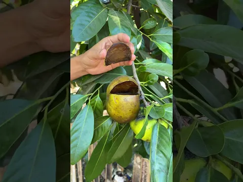 Buah Black sapote lagi #petikbuah #buahunik #buahlangka