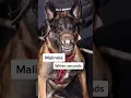 Download Lagu The most DANGEROUS dog breeds! #goldenretriever #scary #cute