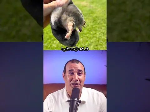 هذا الكائن يستطيع حفر شبكة انفاق كاملة تحت الارض في يوم واحد