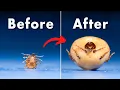 Download Lagu Ticks Become 100x Their Original Size