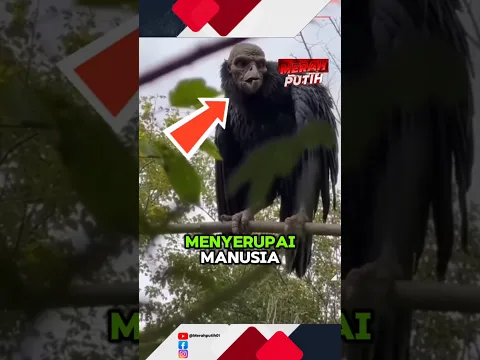 burung hitam raksasa, kepalanya menyerupai manusia ⁉️